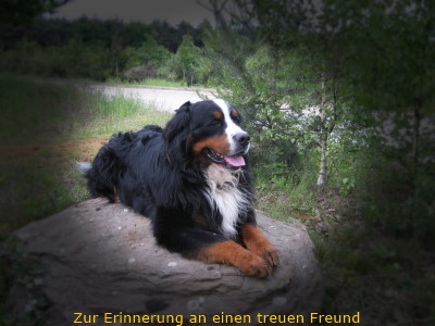 Boris vom Waldsee